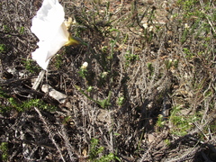 Convolvulus capensis