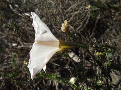Convolvulus capensis