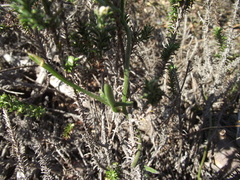 Convolvulus capensis