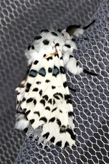 Kamalia australis