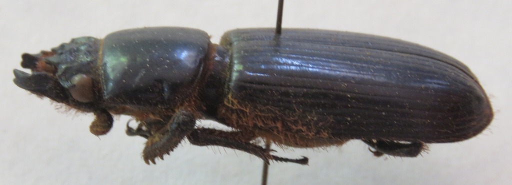 Aceraius ashidai