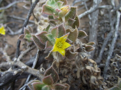 Aizoon glinoides