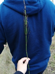 Equisetum × moorei