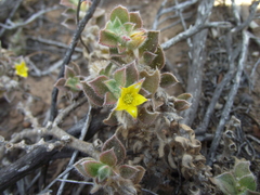 Aizoon glinoides