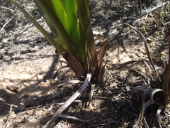 Bulbine lagopus