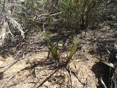 Bulbine lagopus