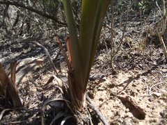 Bulbine lagopus