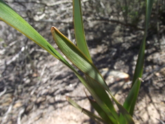 Bulbine lagopus