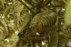 Deinacrida heteracantha