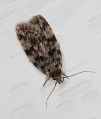 Barea subviridella