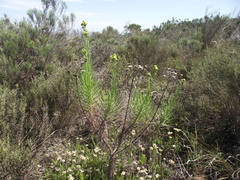 Senecio chrysocoma