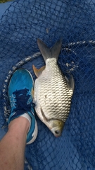 Barbonymus gonionotus