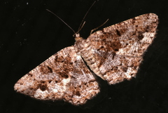 Hypomecis externaria