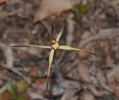 Caladenia versicolor