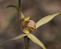 Caladenia versicolor
