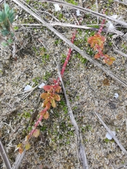 Herniaria ciliolata robusta