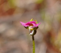 Stylidium ecorne