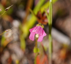 Stylidium ecorne