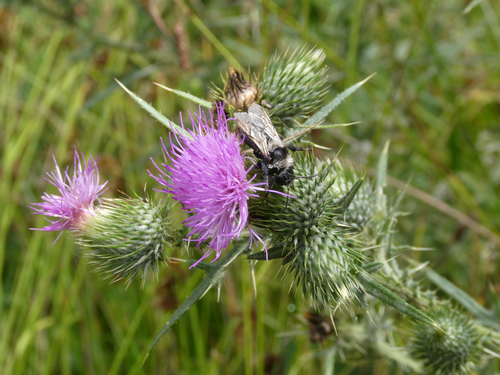 Bienen