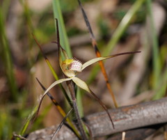 Caladenia versicolor