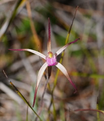 Caladenia versicolor