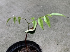 Koompassia malaccensis