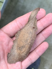 Koompassia malaccensis