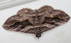 Chrysolarentia severata