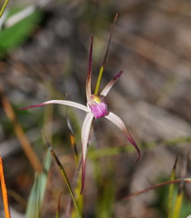 Caladenia versicolor