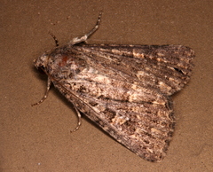 Hypoperigea tonsa