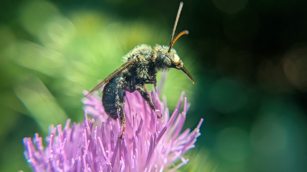 Eastern Thistle Longhorn