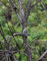 Melanerpes aurifrons