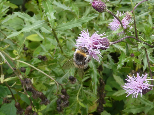 Hellgelbe Erdhummel