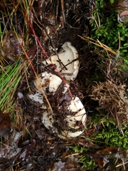 Fungi