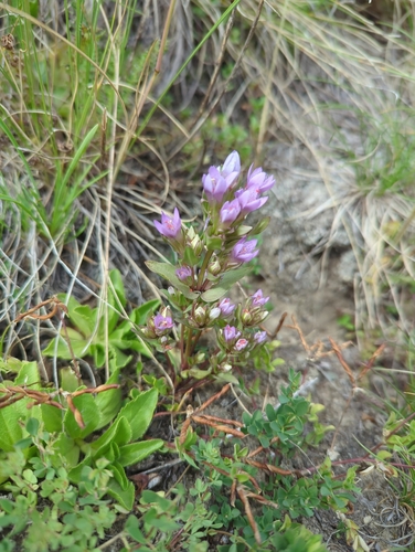 Field Gentian (Gentianella ramosa)