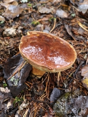 Imleria badia