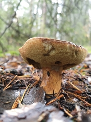 Imleria badia