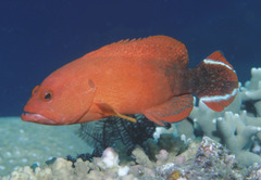 Cephalopholis urodeta