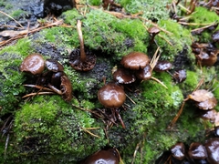 Fungi