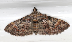 Mnesiloba eupitheciata