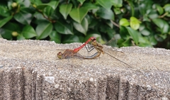 Sympetrum