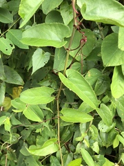 Cissus hastata