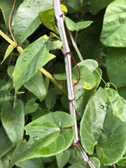 Cissus hastata