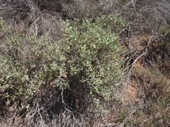 Hermannia velutina