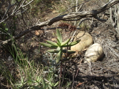 Crassula mollis