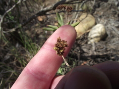 Crassula mollis