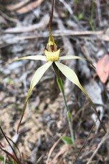 Caladenia venusta