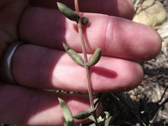 Crassula mollis