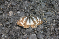 Melanargia lugens