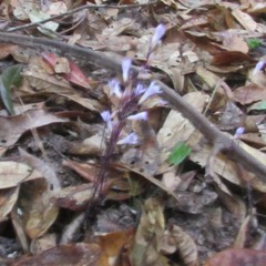 Apteria aphylla